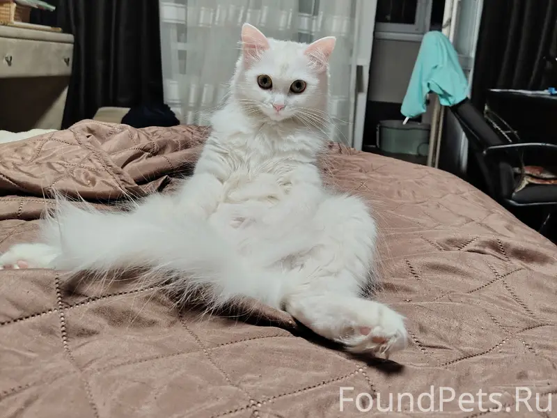 Пропала кошка, район Загорщина
