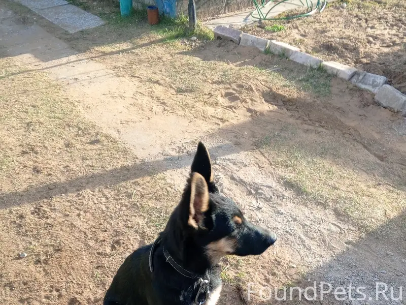 Пропал пёс, без породы и клички
