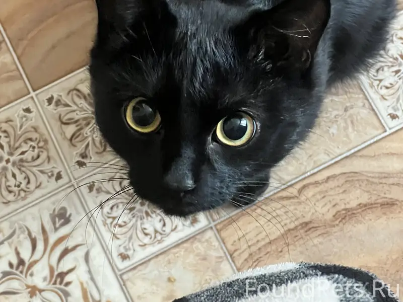 ПОМОГИТЕ НАЙТИ КОТИКА! 