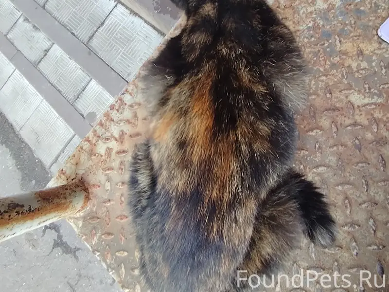 Найдена кошка, Голицыно, Советская улица