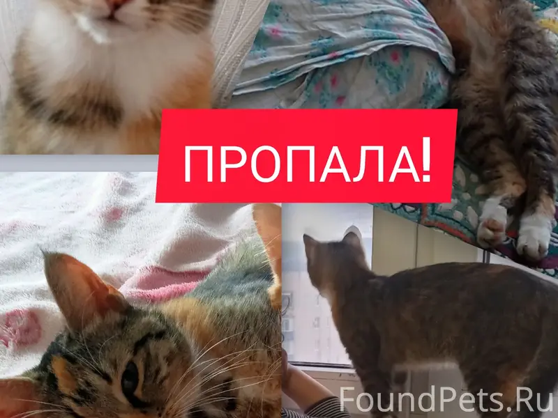 Пропала Кошка, рыжее пятнышко на лбу, район Чернышевского
