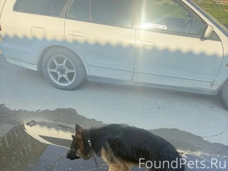 Найдена овчарка, г. Невьянск