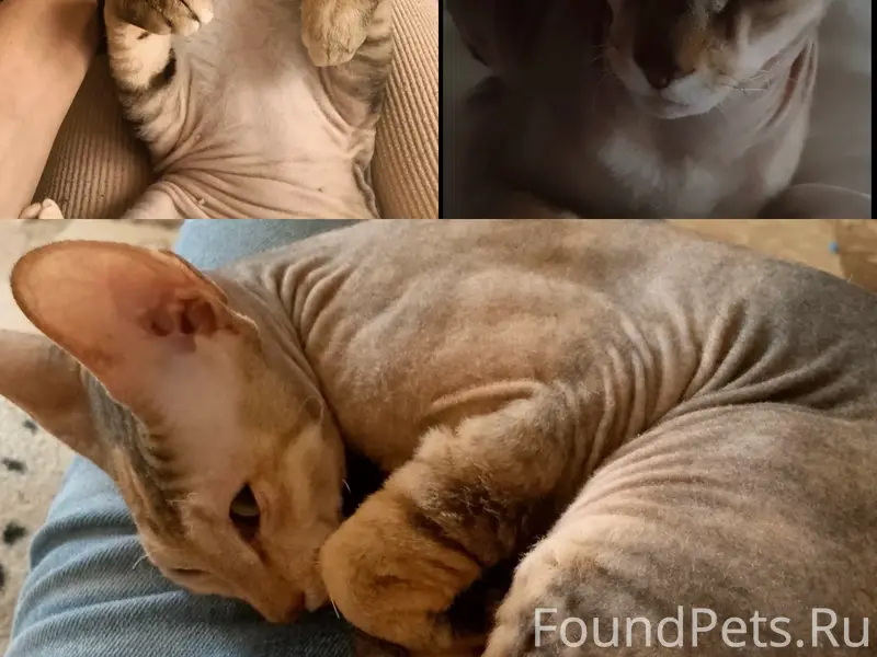Пропала домашняя кошка, Новые дома
