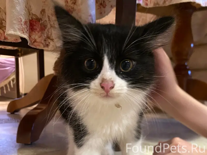 Найден котёнок, район магнита