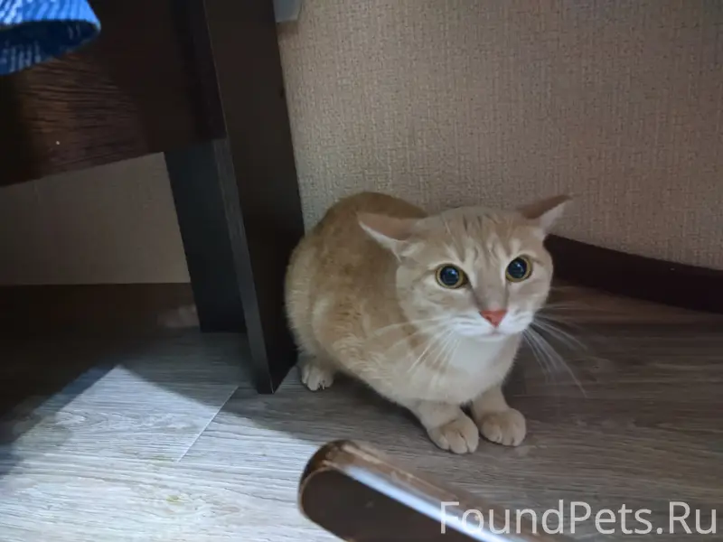 Найден кот, ул. Трашутина 30