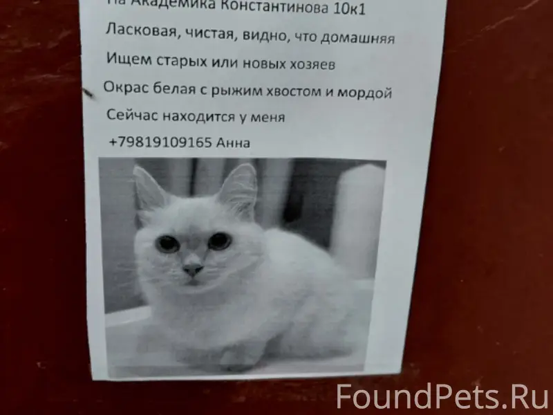 Помогаю соседям информационно. Одна кошка найдена...