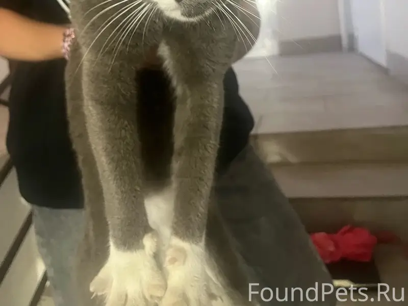 Найден кот, Луначарского 45