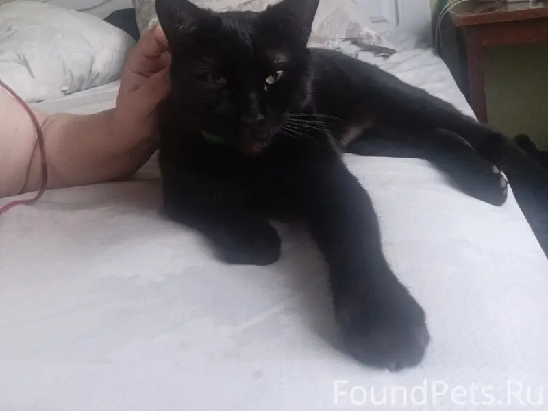 Пропал кот Котэ, улица Куприянова, Ржев