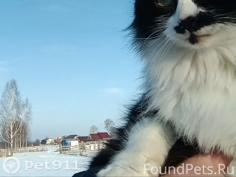 Пропала чёрно-белая кошка Юджи, село Помары