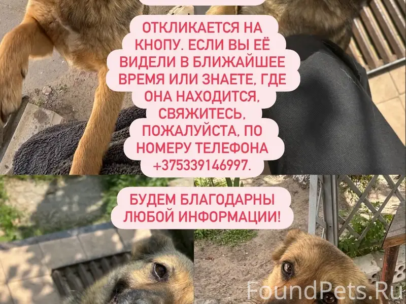 Пропала собака, Добруш