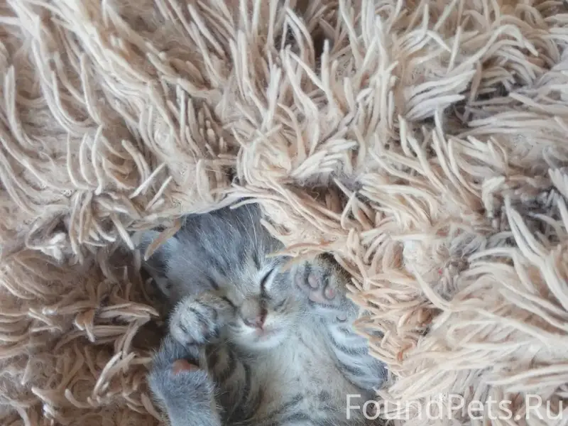 Пропал котёнок Дымок, Лотикова