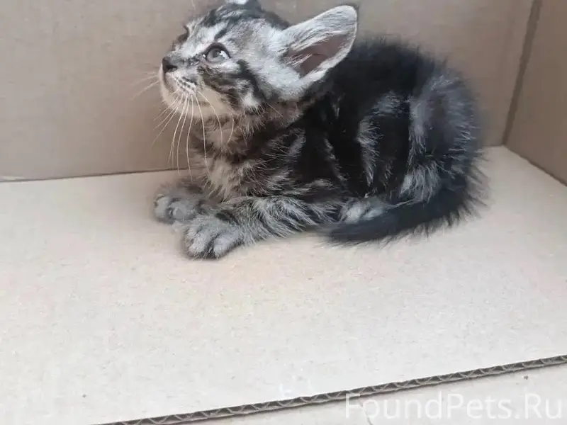 Найден котёнок, ищет дом