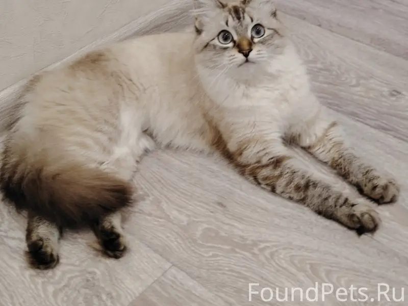 Пропала кошка Мотя, район улицы Герцена