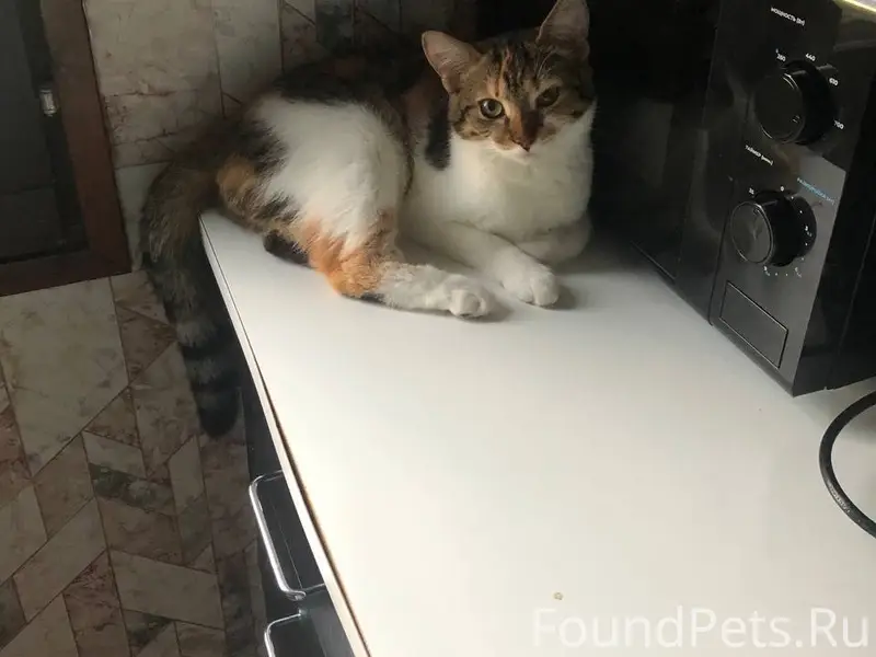 Пропала кошка Буся, улица Пушкина