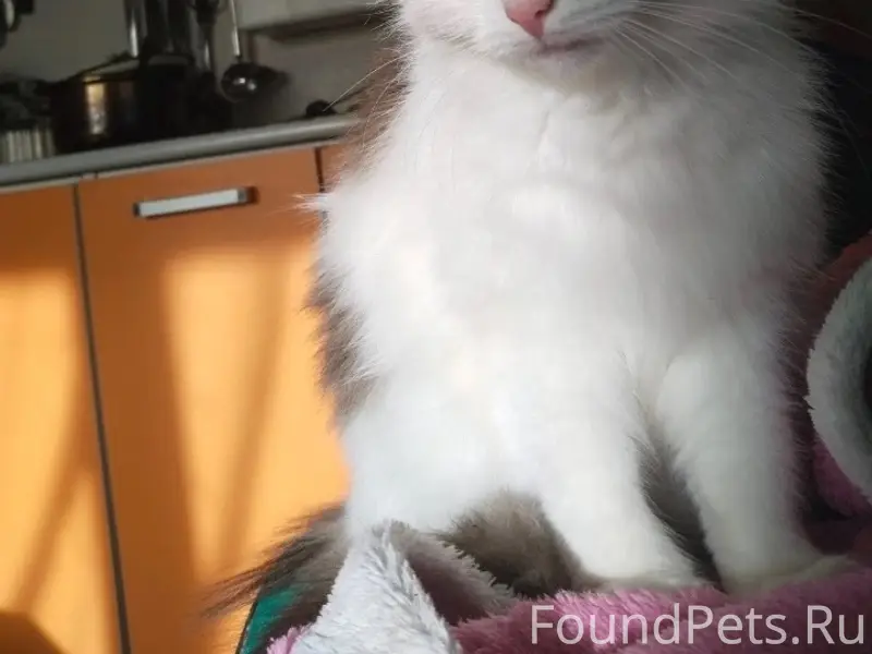 Пропала кошка, деревня Падога