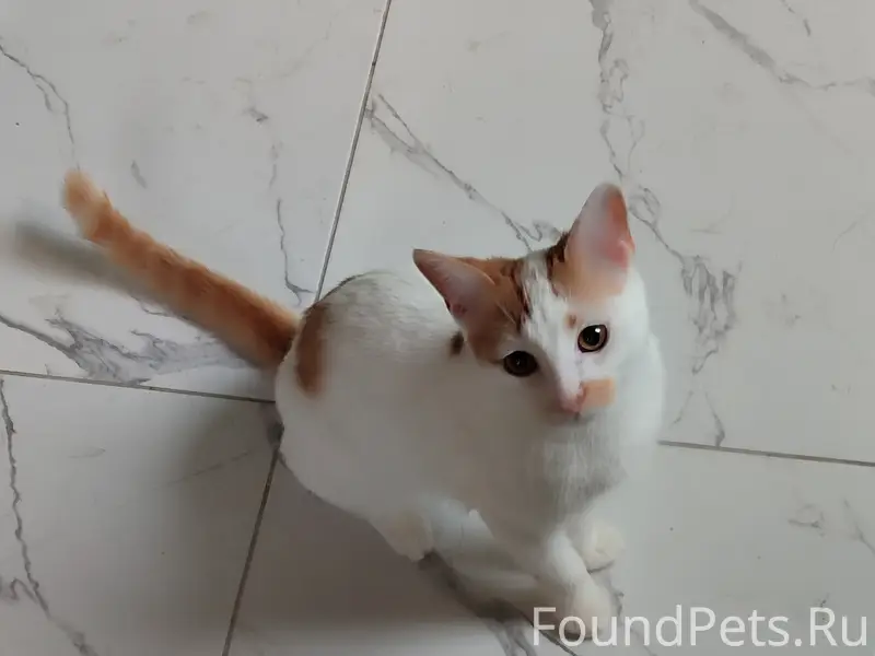 Пропал кот,
