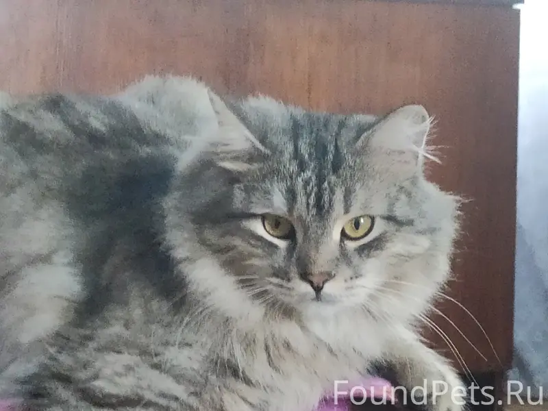 Пропал кот,
