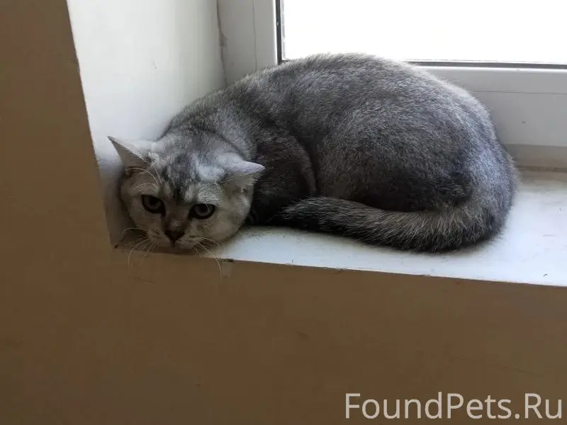 Найдена кошка, Крутые Ключи