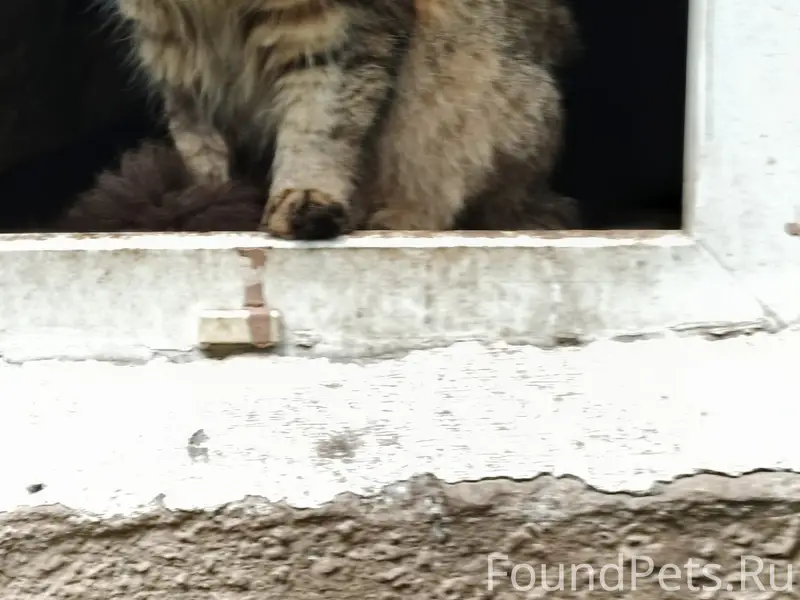 Пропала кошка, район дома Гайдара 2