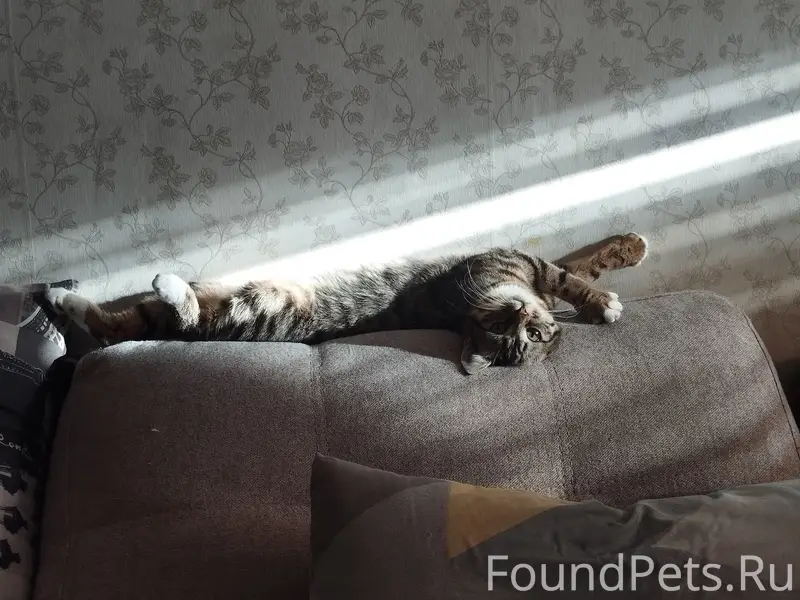 Пропала кошка Миса, 2 мкрн