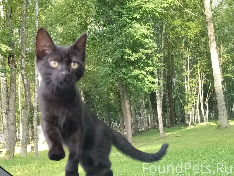Пропала кошка, Кресты