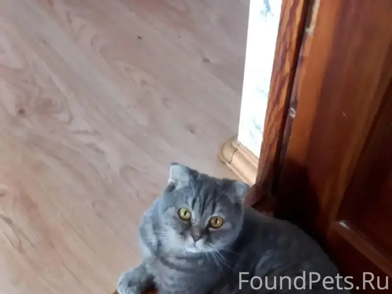 Пропал домашний кот Мотя, Арамиль