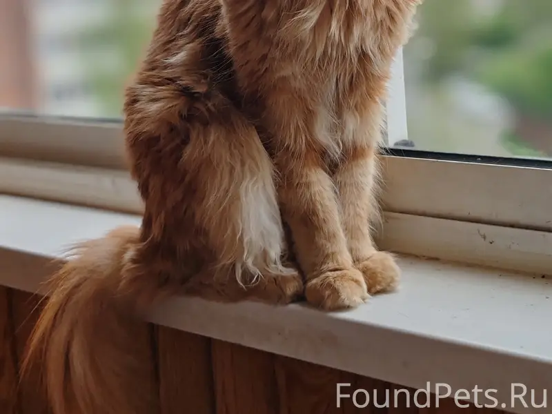 Пропал рыжий кот Симба, Нижний Тагил