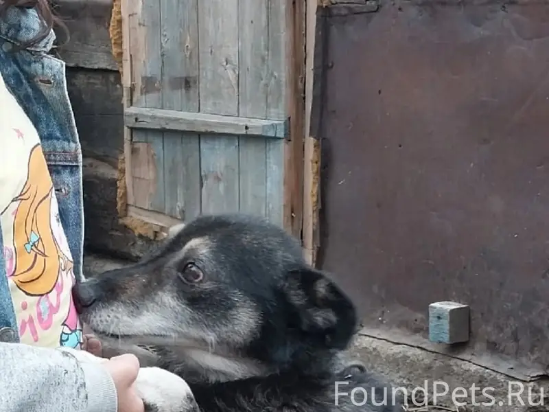 Пропал пёс, район жд. вокзала