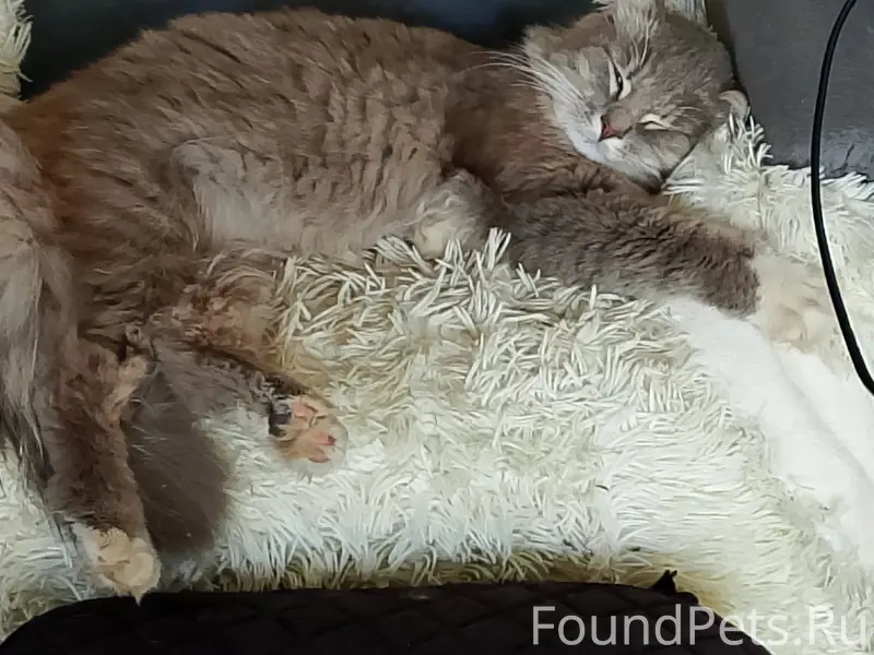 Пропал кот, район Фока