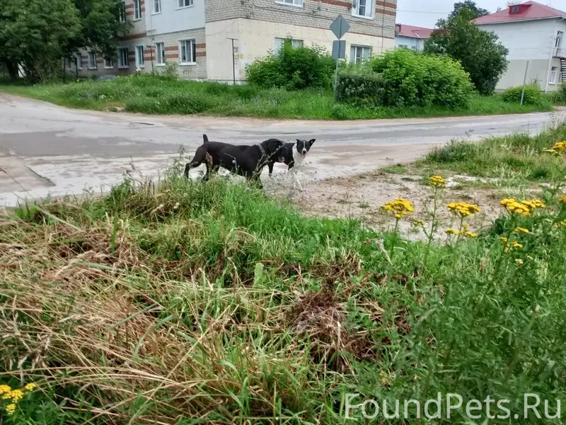Пропал серьезный пес, черный окрас, Товарково