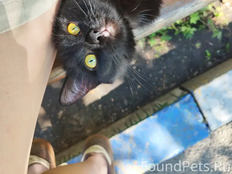 Найдена кошка, Черёмушки, Шевченко, 86
