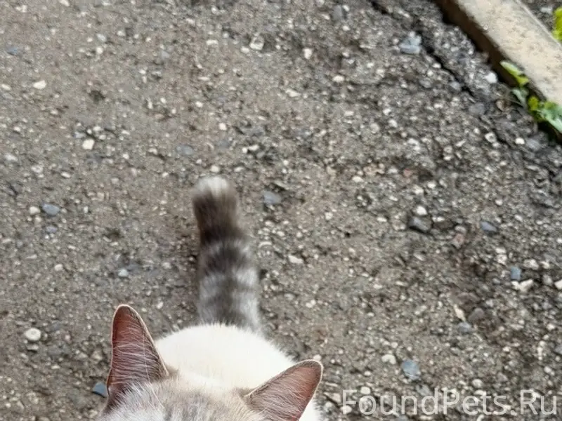 Пропала кошка, район Слободки, Коминтерна