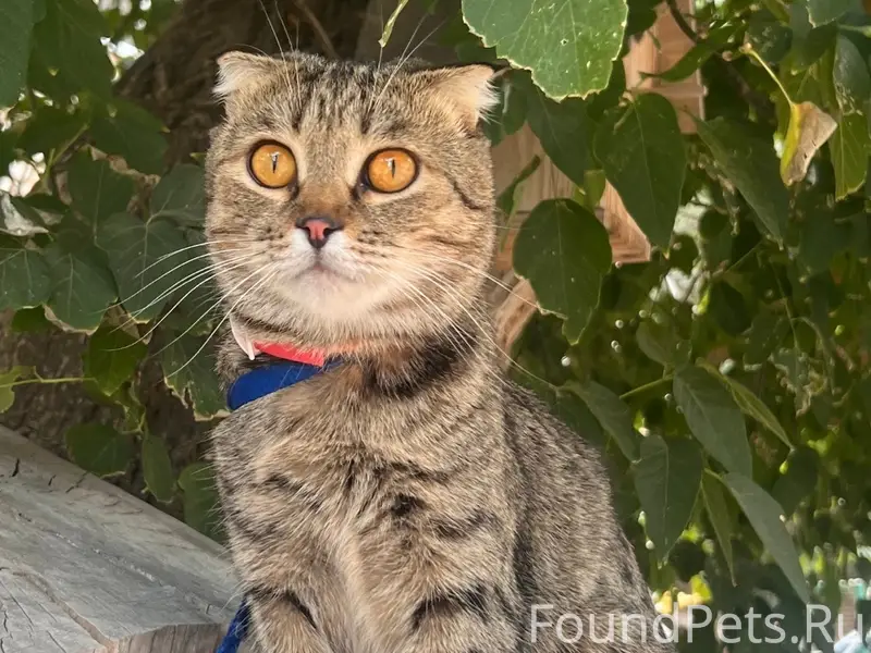 Пропала кошка, Трусовский район