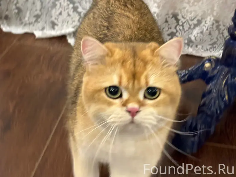 Пропал британский кот Стикс, п. Веселовка