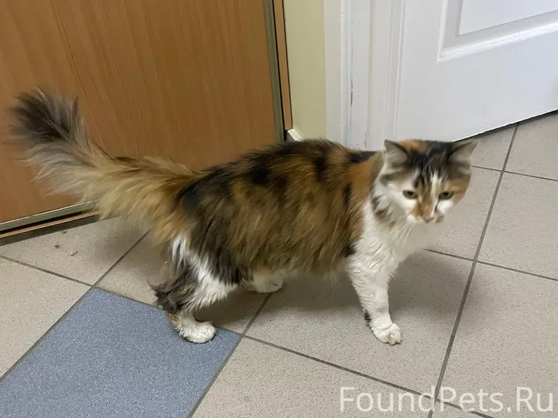 Найдена кошка, возле Кирова 5