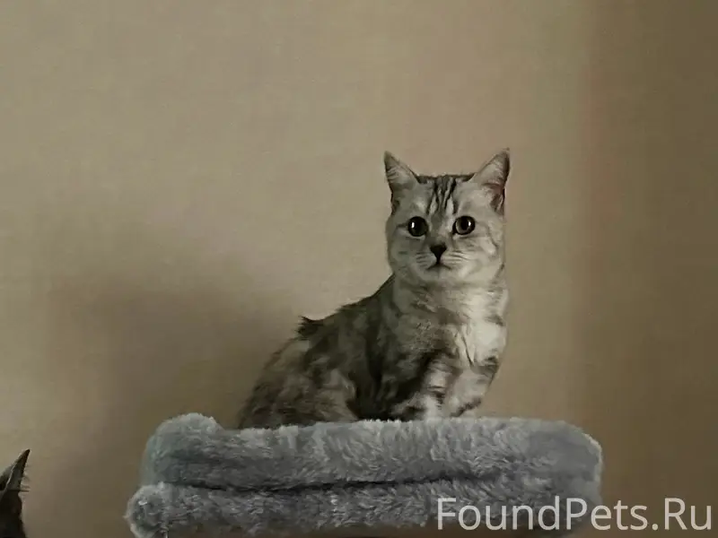 Пропала кошка Лиза, район ул. Зелёная-Кооперативная