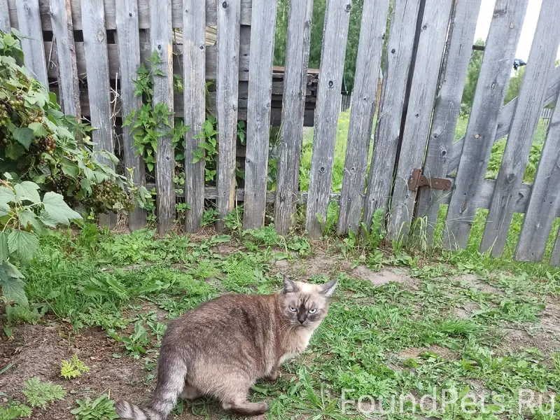 Пропала кошка, д. Притыкино