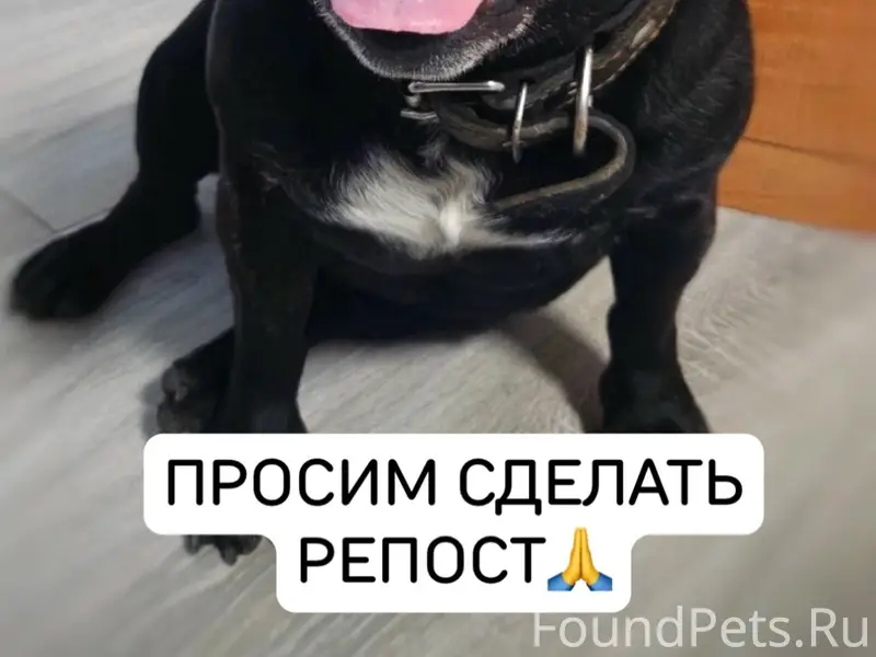 Найдена собака, Сухотино