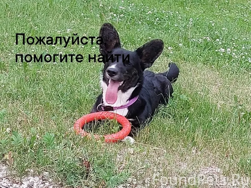 Пропала собака, неизвестно где
