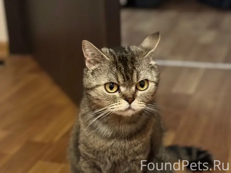 Пропали кошки, 9 мкр.