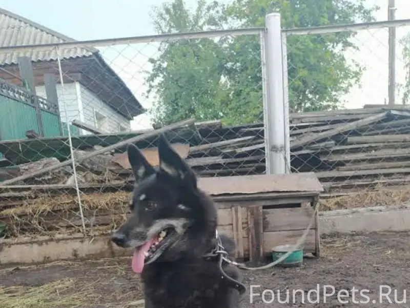 Пропала собака, Куйбышев