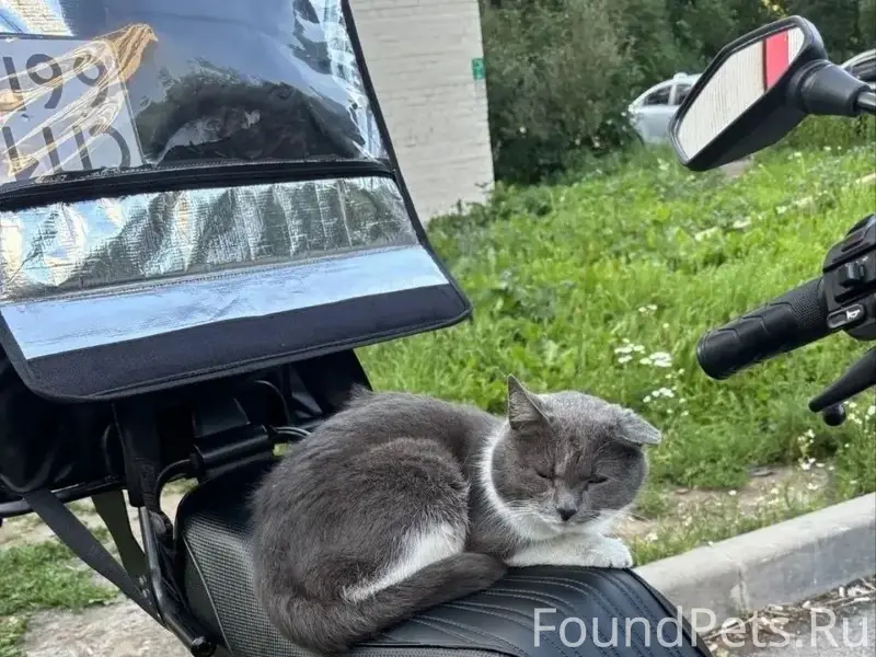 Найден кот, Купчино