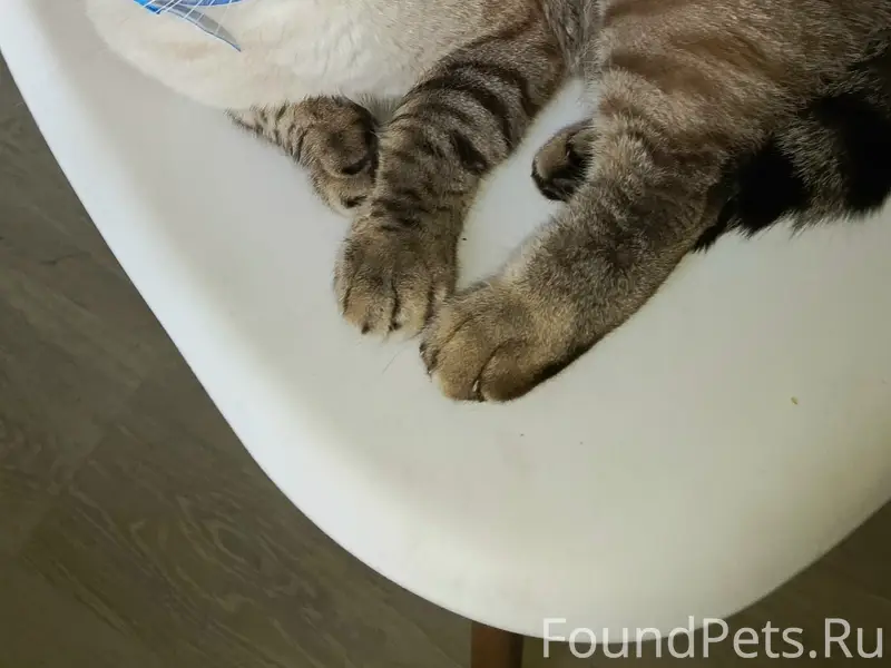 Пропал кот, ул. Деревцовой