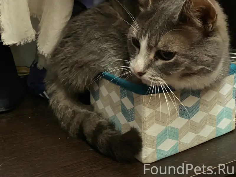 Найдена кошка, в шкафу