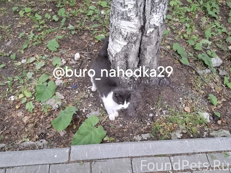 Найдена кошка, район Шабалина 26