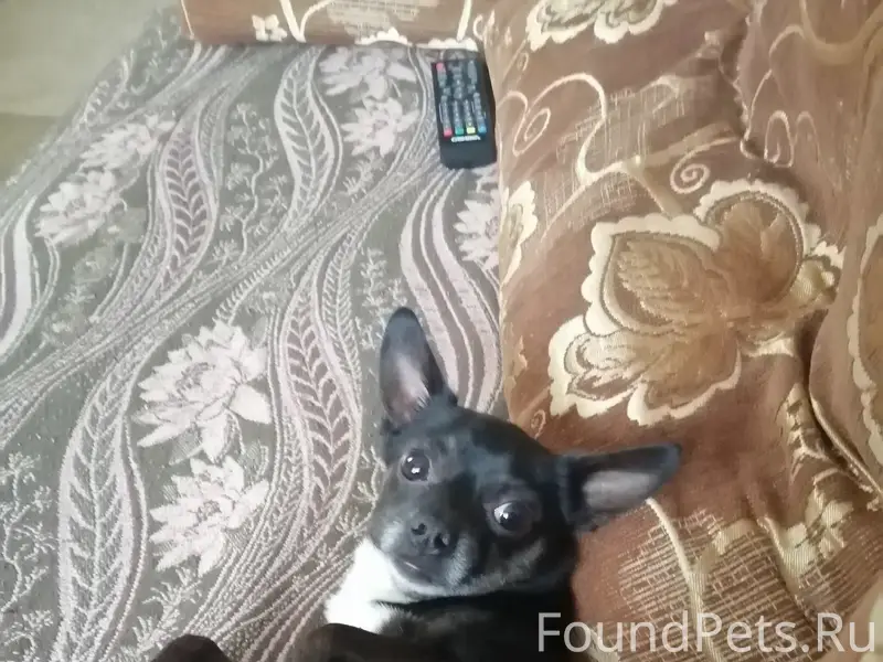 Пропал пёс Жора