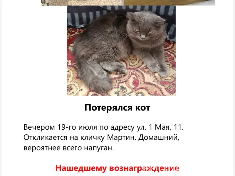 Пропал большой кот