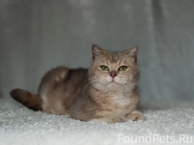 Найдена кошка, Павловский Посад