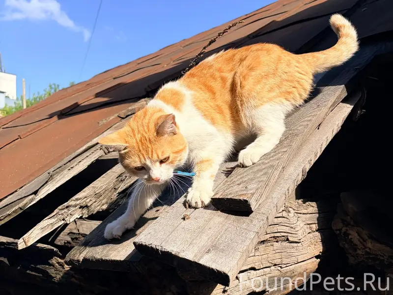 Найдена кошка, район Красноармейского, 16а