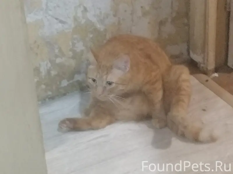 Пропал кот, Кашира 3, Победы 1